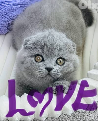 scottish fold for valentine