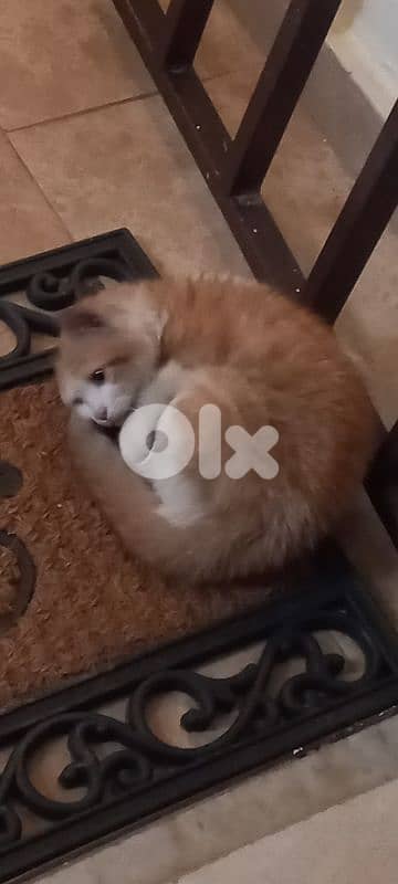 Alone kitten found for ADOPTION