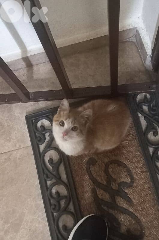 Alone kitten found for ADOPTION 1