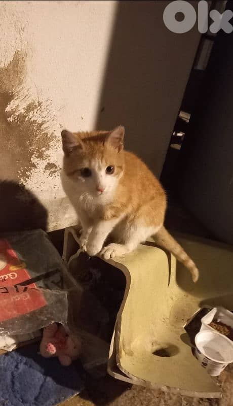 Alone kitten found for ADOPTION 2