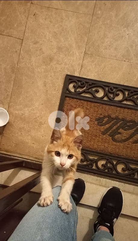 Alone kitten found for ADOPTION 3