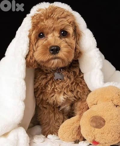 Cockapoo Puppies / dog كلاب