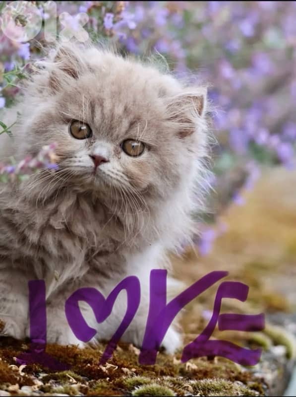 persian scottish 70485808 1