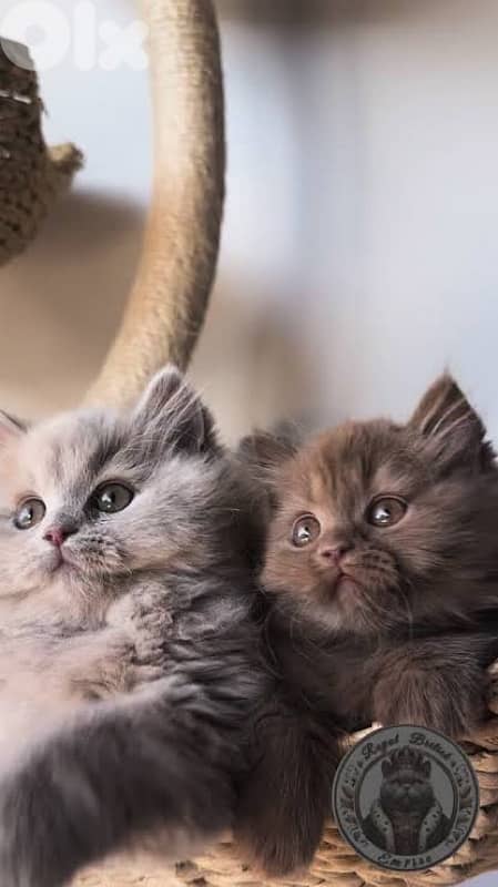 persian scottish 70485808 2