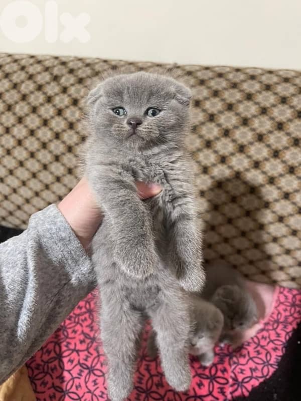 persian scottish 70485808 5