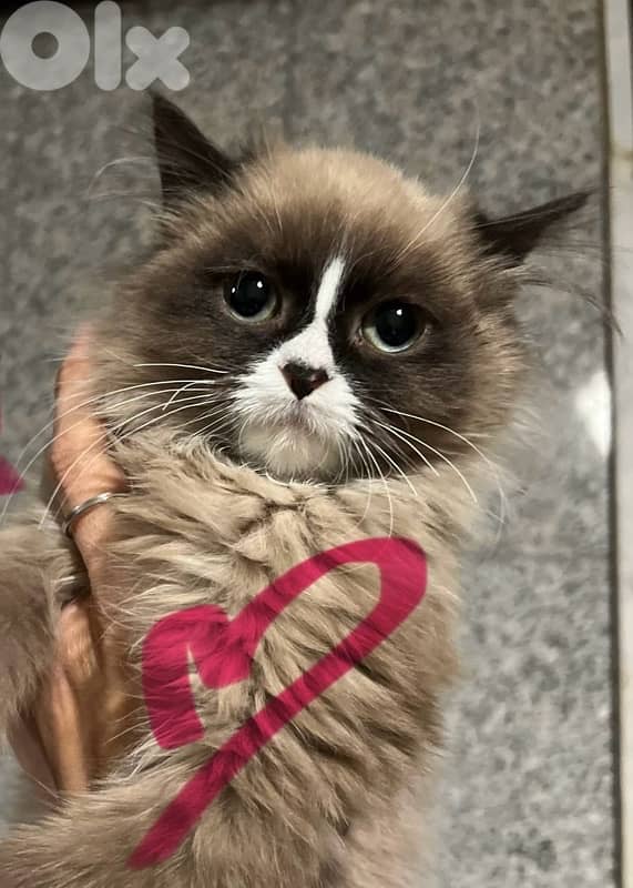 persian scottish 70485808 6