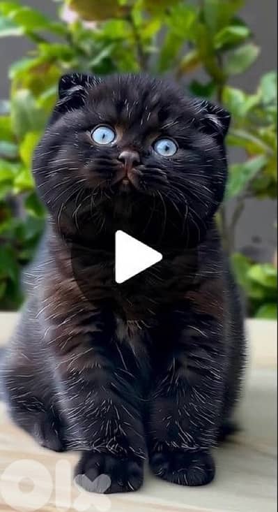 scottish for cantact 70485808