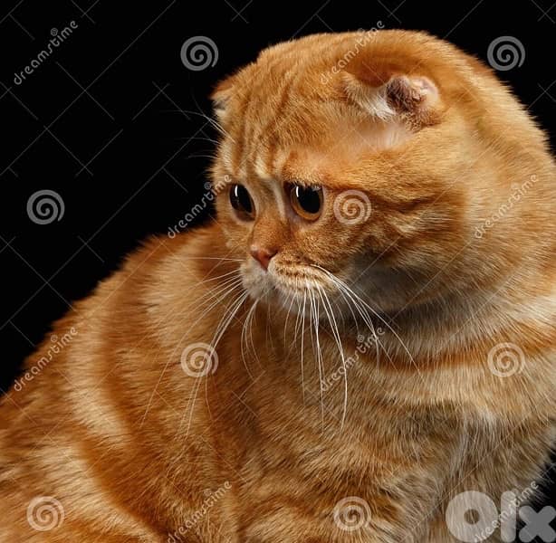 scottish for cantact 70485808 2