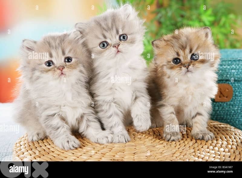 scottish for cantact 70485808 3