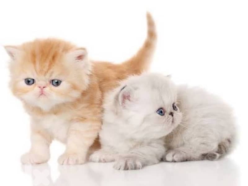 scottish for cantact 70485808 4