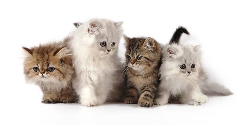 scottish for cantact 70485808 5