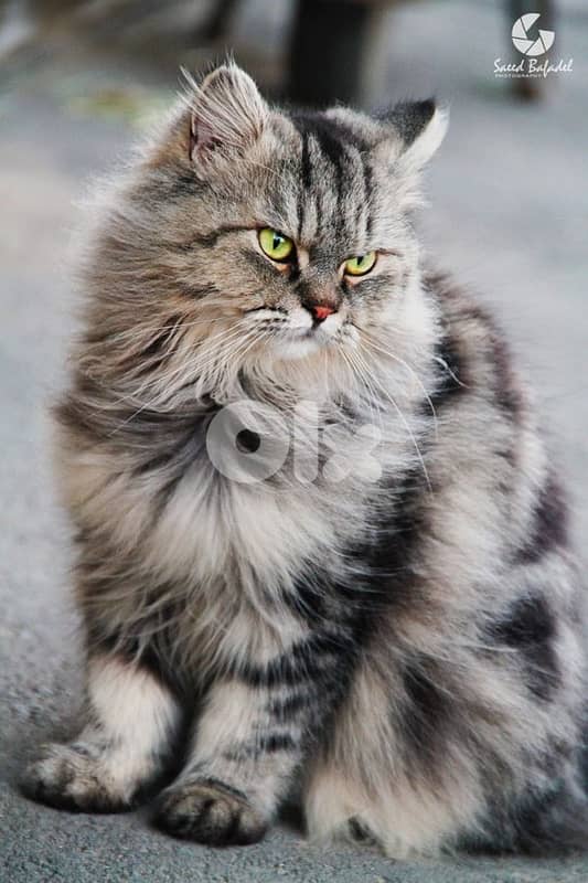 scottish for cantact 70485808 7