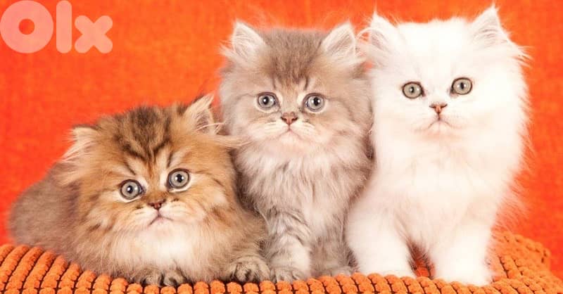 scottish for cantact 70485808 8