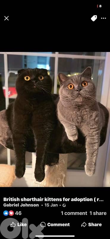 scottish for cantact 70485808 9