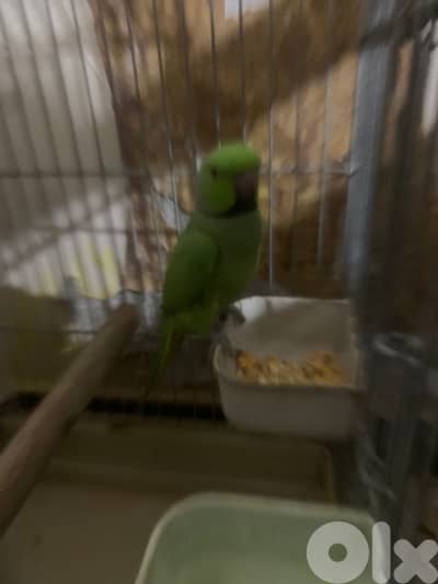 indian ringneck green