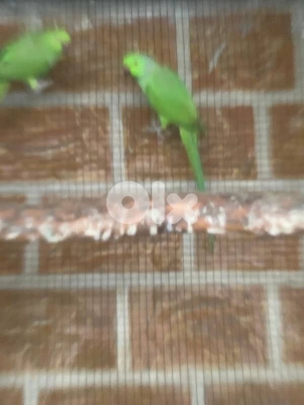 indian ringneck green 1