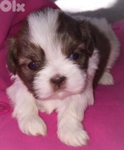 shih tzu