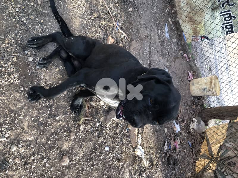 cane corso 1
