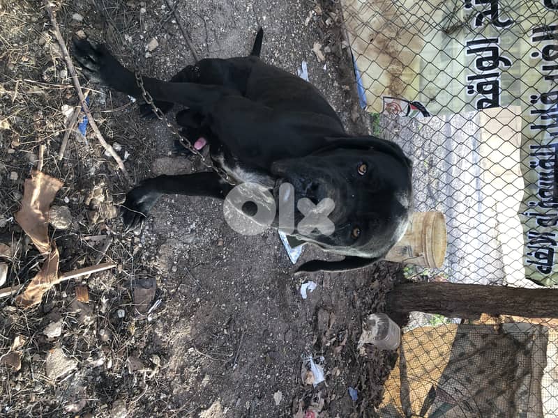 cane corso 2