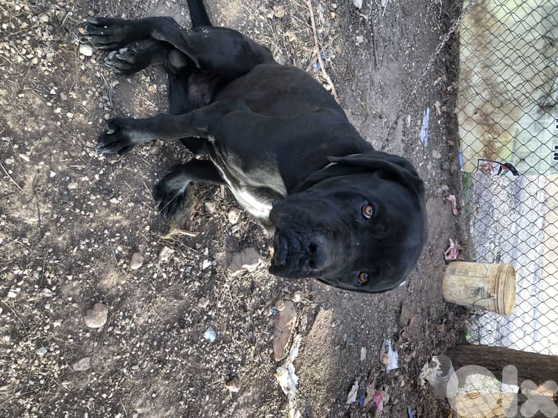 cane corso 3