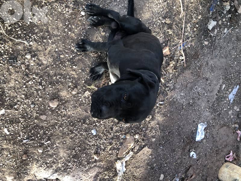 cane corso 4