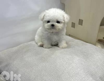 BICHON all size maltese and maltipoo