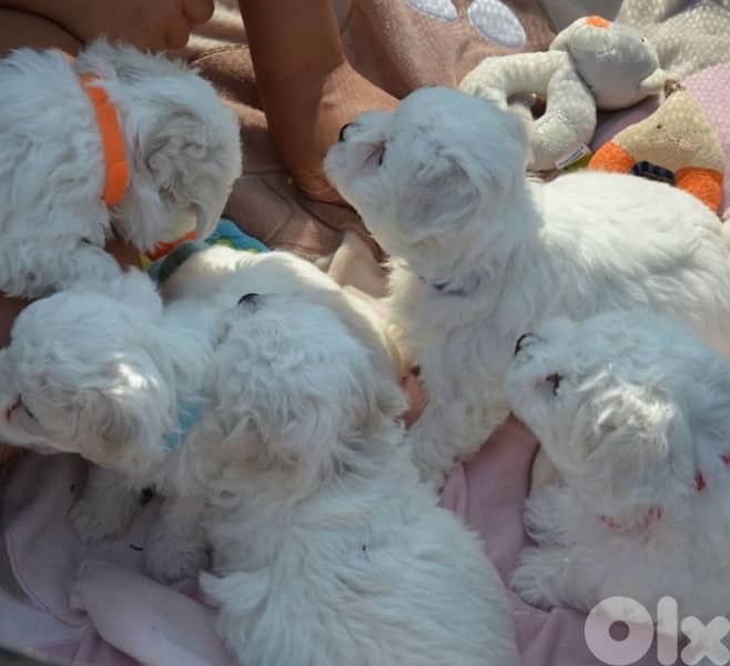 BICHON all size maltese and maltipoo 1