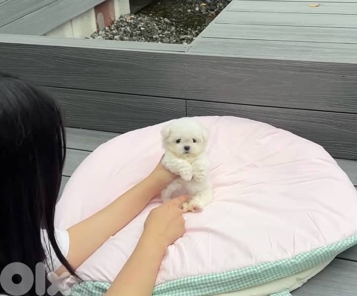 BICHON all size maltese and maltipoo 2