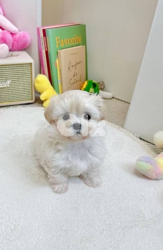 BICHON all size maltese and maltipoo 3
