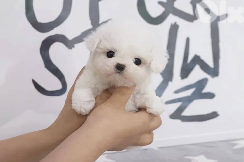 BICHON all size maltese and maltipoo 4