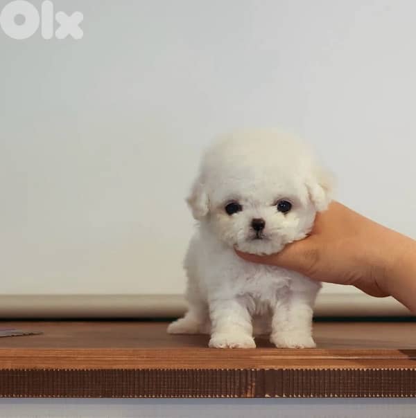 BICHON all size maltese and maltipoo 5