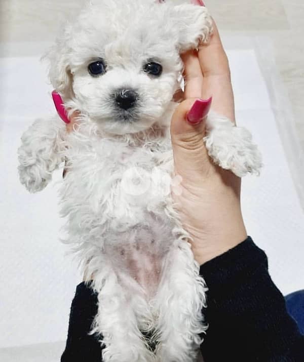 BICHON all size maltese and maltipoo 6