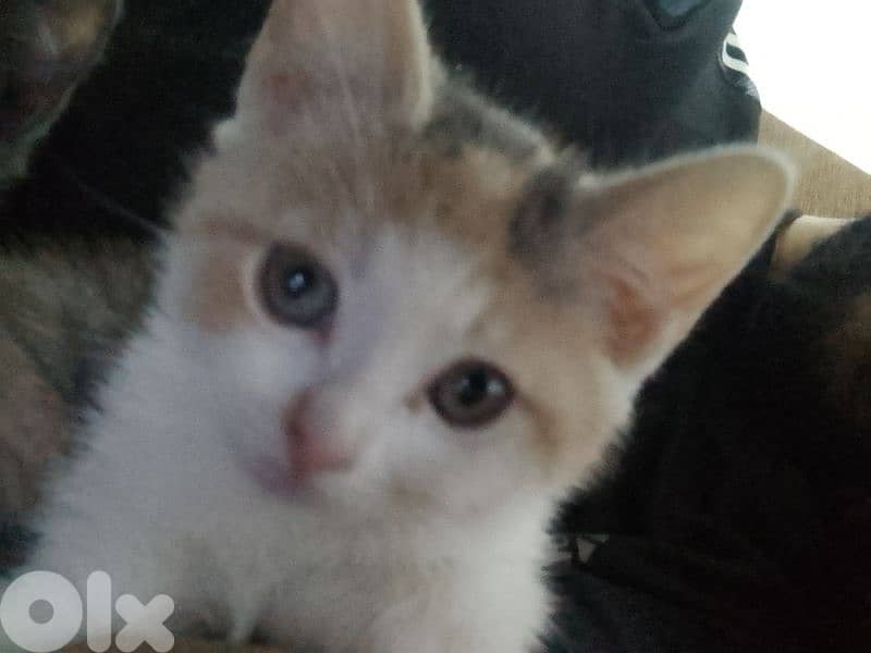 kittens 1