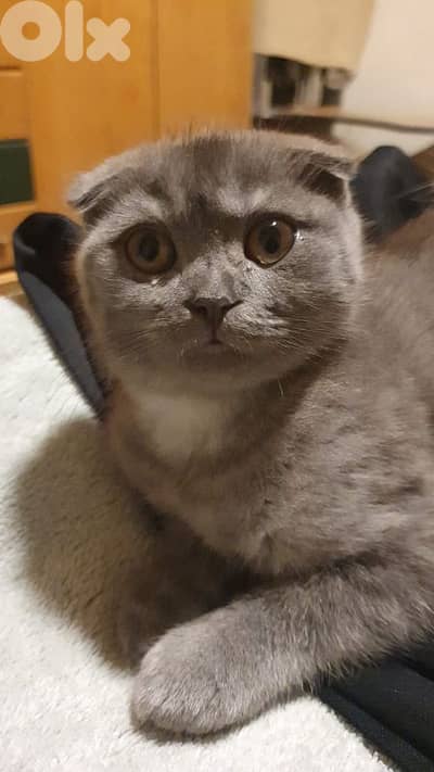 سكوتش للبيع