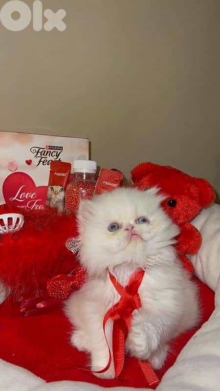 Persian picky face 1