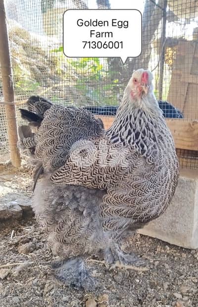 بيض وصيصان  اجنبي وزينة