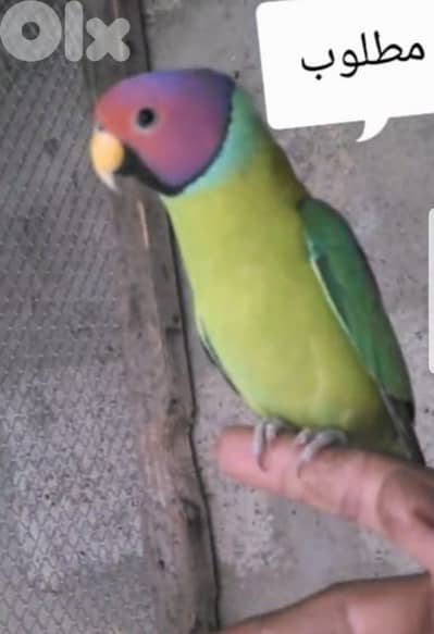 plum head parrot