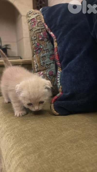 cutie Scootish fold kitties and 1 british