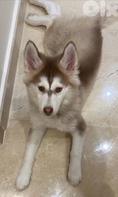 siberian husky