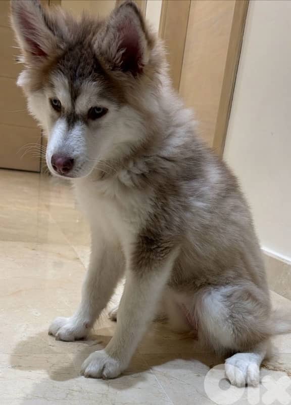 siberian husky 1