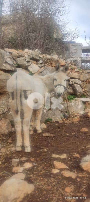 عكار وادي خالد