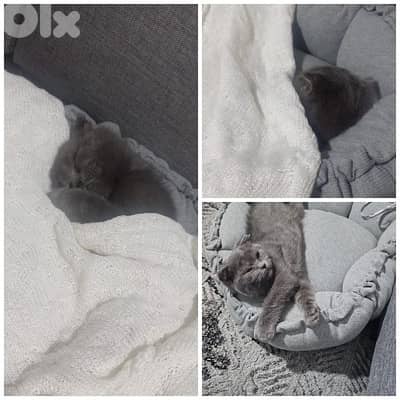 للبيع مع الفرشة والقفص والاكل والlitter box وcat bowl  وفرشاية