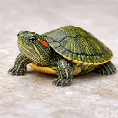 زلاحف البيع