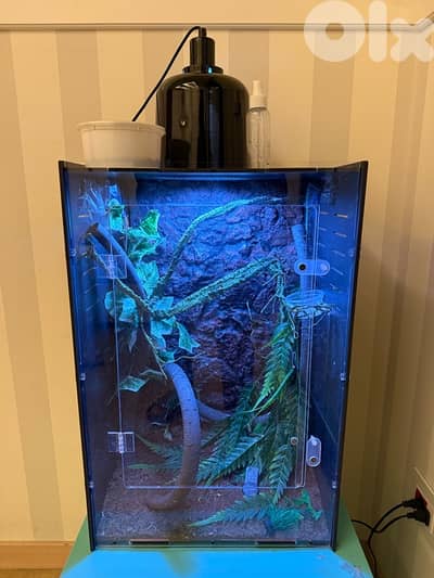 chameleon with full set