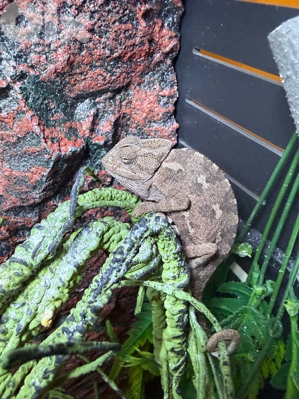 chameleon with full set 1