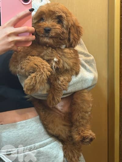 toy poodle for sale