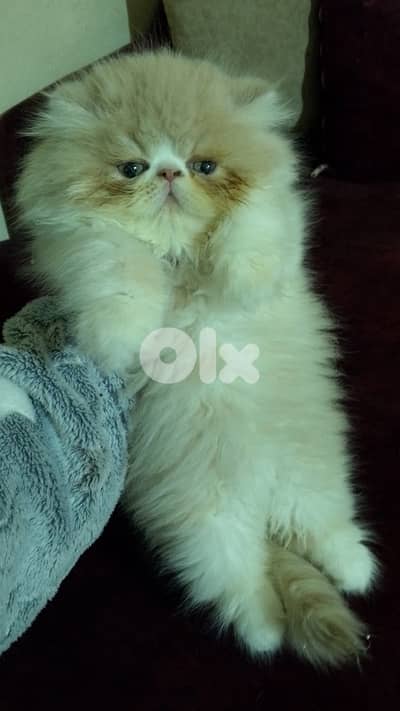 persian male and female