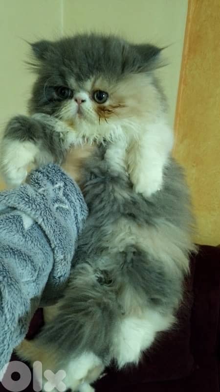 persian male and female 1