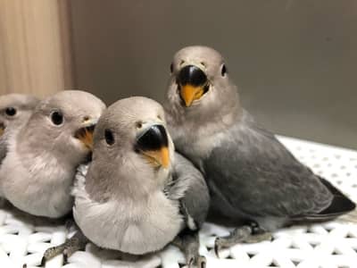 أجمل أوبلاين روز فروخ تزقيم ترباية بيت طبعاً