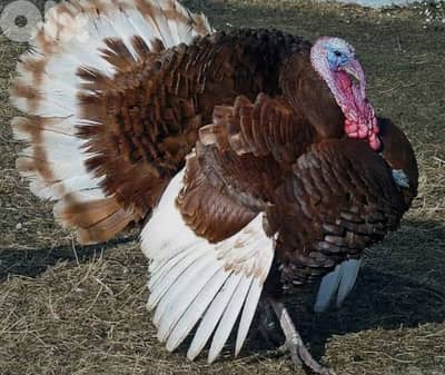 احلى الأسعار